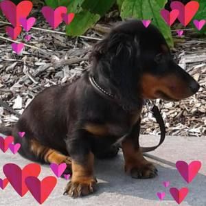 Meet your Posher, Sherry